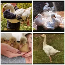 Oeufs d'oie Emdener - race pure