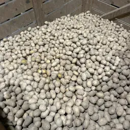 Innovator Kartoffeln 28/35 - 650kg verfügbar