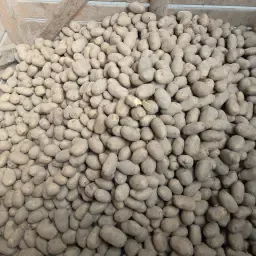 Saatkartoffeln Innovator 35/50 - Ca. 350 kg verfügbar