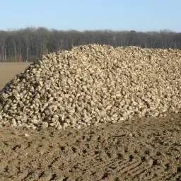 Ab 2027 Ca 2000t Zuckerruben