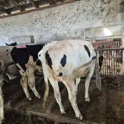 Tragende Hf Rinder Mit Herdbuch