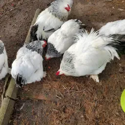 Hatching Eggs - Barbezieux, Sundheimer, Eulenbarthuhner