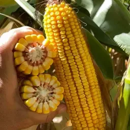 Kernel Maize For Sale: Wet, Dry &amp; Cleaned