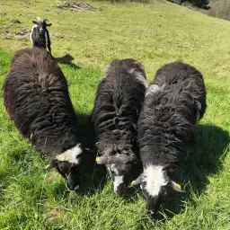 Krainer Steinschaf Rams For Sale