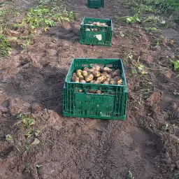 Nuevas patatas Frieslander directamente del campo