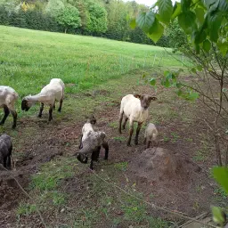 Small Sheep Herd for Sale