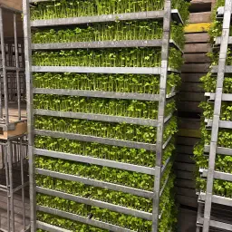 Knolselderij Plantjes Otago - Hoge Kwaliteit