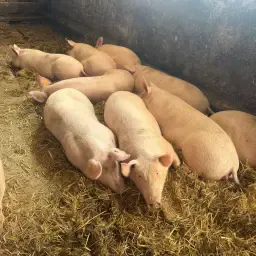 F1 Young Sows (Approx. 100 kg) for Trade