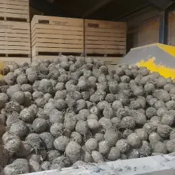 Wysokiej jakości seler korzeniowy | Świeżo zebrany
