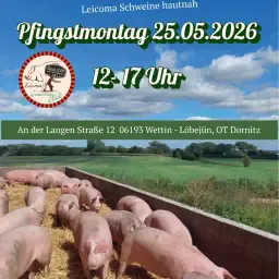 Purebred Leicoma Piglets, 20 kg - Castrated Only