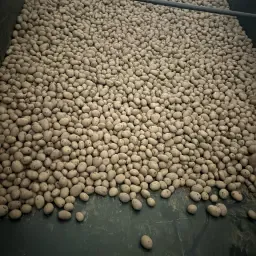 Agria aardappelen 2-3 ton | Sortering 35-50