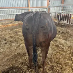 Bétail Wagyu 100% Fullblood à vendre