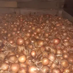 Hypark løg, 80 tons, grov sortering