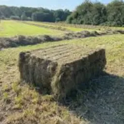 Acheter bottes de foin | Qualité supérieure directement de la ferme