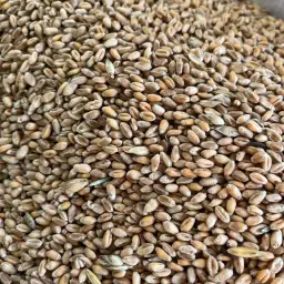 Biologische Voeder Tarwe: 15 Ton te koop