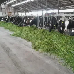 Jongvee (0-2 jaar) te koop - Hoge gezondheid, aAa selectie