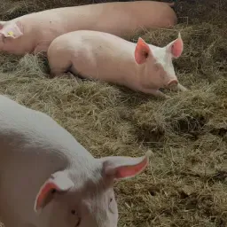Jonge F1-zeugen ruilen tegen Dorper- of Cameronschapen