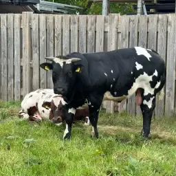 Jonge Dikbil Dekstier te Koop (+1 jaar)