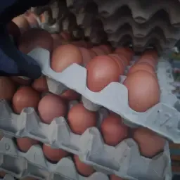 Eier Aus Bodenhaltung Und Freilandhaltung,