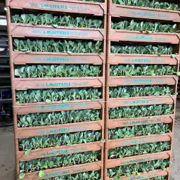 ?koolplanten? Ruim 40.000 Witte Kool