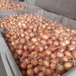 Uien Voor Directe Levering. Los
