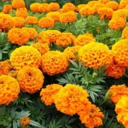 Gevraagd, Tagetes Patula Zaaizaad