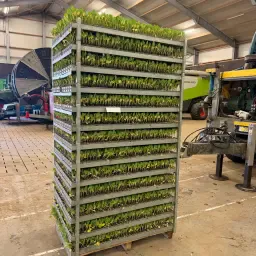 Steadia Spruitenplanten. 36.000 Stuks