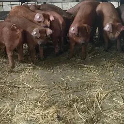 Verkaufe Zwei Reinrassige Duroc Laufer