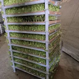 Knolselderij Planten Carla 10.000