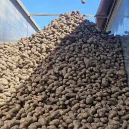 Voeraardappels Kunnen Geleverd Worden. Eigen