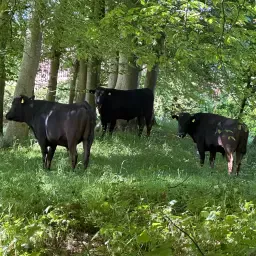 Gekorte Wagyu Jungbullen Zu Verkaufen