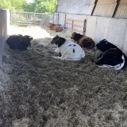 Biete 5 Absetzer Mannlich Fleischrind