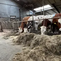 Te Koop 5 Fleckvieh Kruislingpinken