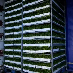 Knolselderij Plantjes Ras Codex Circa