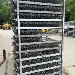 Te Koop Rode Koolplanten Ongeveer
