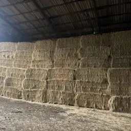 Weidehooi/eiffelhooi Nieuwe Oogst Vanaf Komende