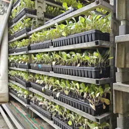 White Cabbage Plants Counter Variety - 56,490 Available