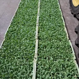 Stedia Brussels Sprout Plants | 4500 Seedlings