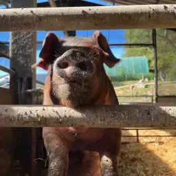 Wanted: 5-8 Duroc Piglets for Farming - Quality Livestock