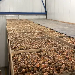 Yellow Hyroad Onions For Sale | 250 Tons, GlobalGap