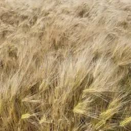 Winter Barley for GPS Silage | Ready for Harvest This Week