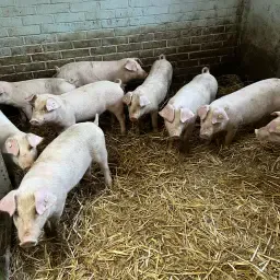 8 Edelschwein x Duroc Piglets for Free-Range Farming
