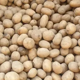 High-Quality Feed Potatoes for Livestock | 60 EUR/Ton