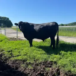 Organic Aberdeen Angus Breeding Bull for Sale - 3.5 Yrs