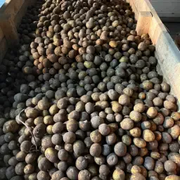 1,000 Tons Potatoes for Biogas Plants | Energy Production
