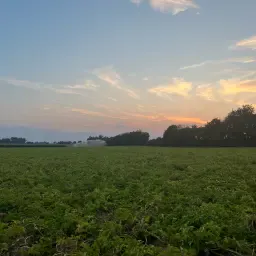 Aardappelteeltgrond Pachten 2027: Heinsberg, Duren