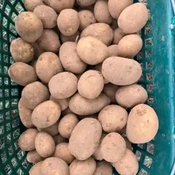Potatoes for Biogas: Approx. 90t, Stone and Clod-Free