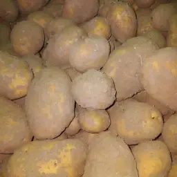 Agria Consumption Potatoes | Sprout-Free Box Storage