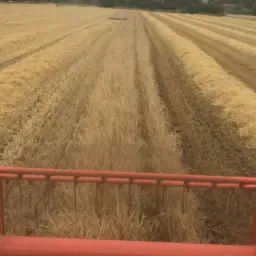 Straw for Sale from Field: Barley, Wheat, Rye | Harvest 2026