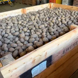 Organic Bellinda &amp; Regina Potatoes | Bulk Cold Storage